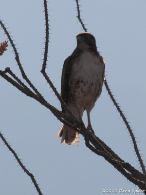 Red-tailed Hawk
