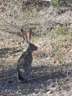 Jack Rabbit