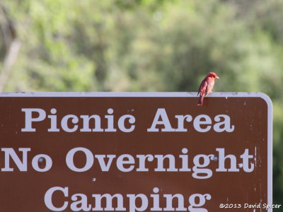 Summer Tanager