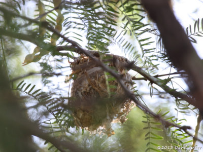 Bell's Vireo Nest