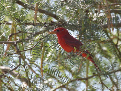 Summer Tanager