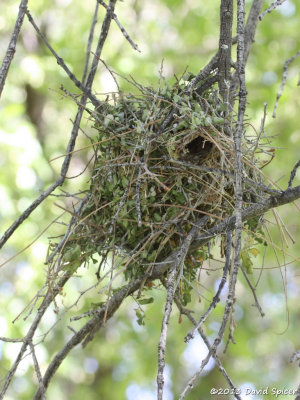 Verdin Nest