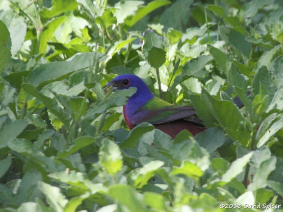 Painted Bunting