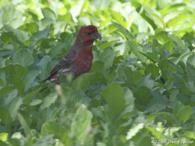 House Finch
