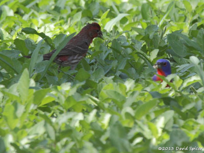 House Finch and Painted Bunting