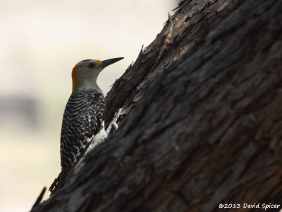 Golden-fronted Woodpecker