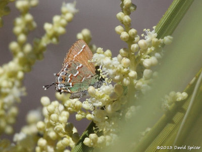 Juniper Hairstreak