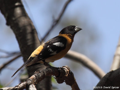 Black-headed Gosbeak