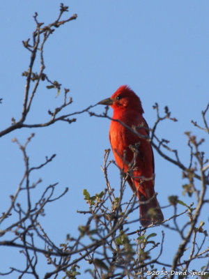 Summer Tanager