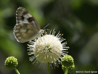 Checkered White