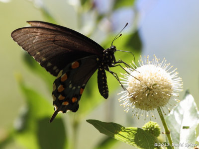 Pipevine Swallowtail