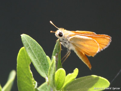 Orange Skipperling