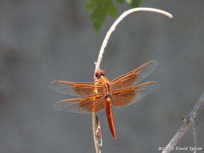 ? Dragonfly