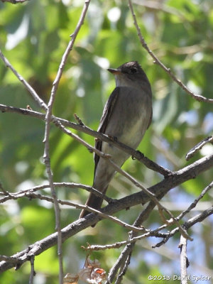 Western Wood-Pewee