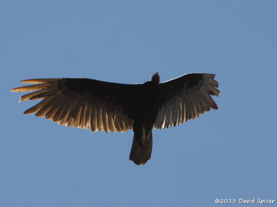 Turkey Vulture