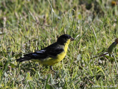 Lesser Goldfinch