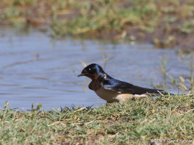 Barn Swallow