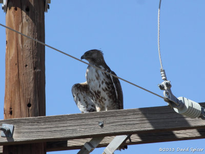 Red-tailed Hawk