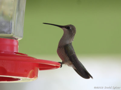 Hummingbird