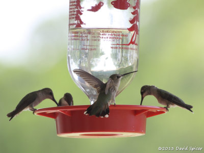 Hummingbirds