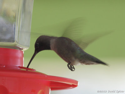 Black-chinned Hummingbird