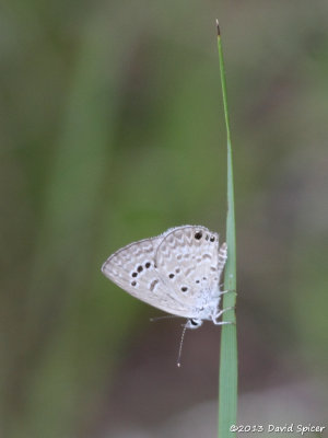 Reakirt's Blue