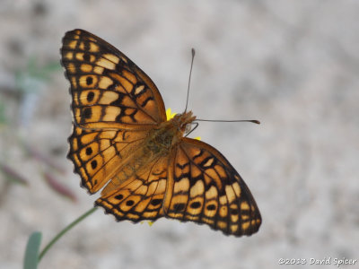Variegated Fritillary
