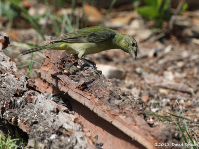 Painted Bunting