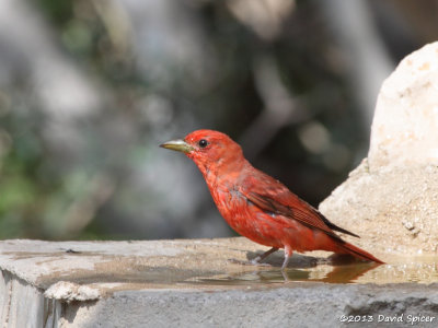 Summer Tanager