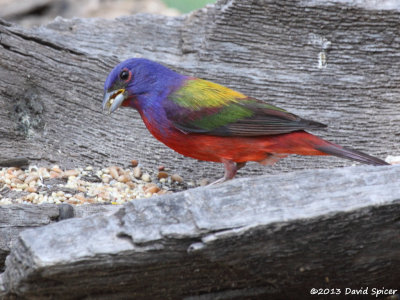 Painted Bunting