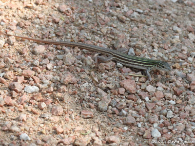 Skink/Lizard