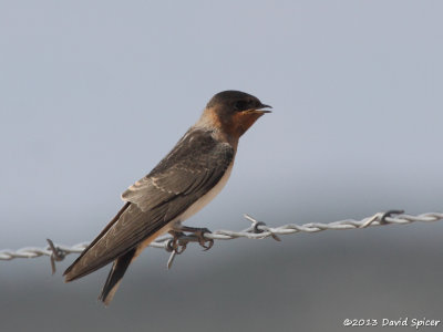 Young Cliff Swallow