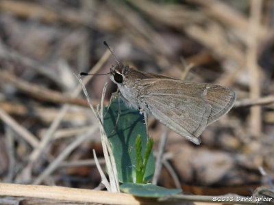 Eufala Skipper