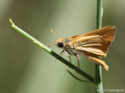 Orange Skipperling