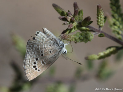 Riakirt's Blue
