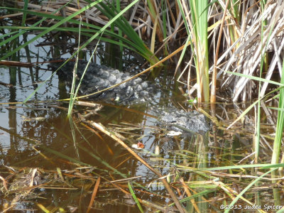 Alligator