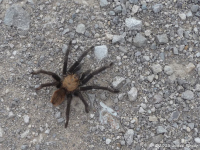 Tarantula