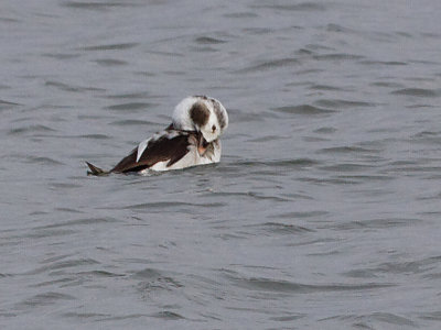 Long-tailed Duck