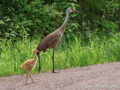 Sandhill Cranes