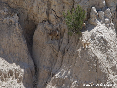 Bighorn Sheep