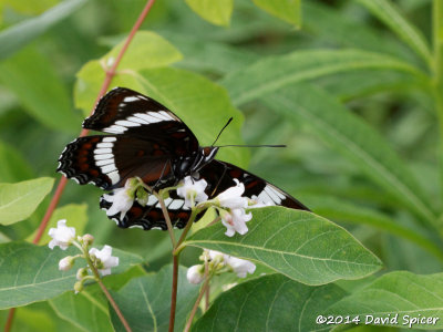 White Admiral