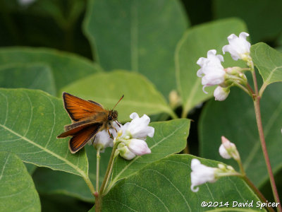 European Skipper