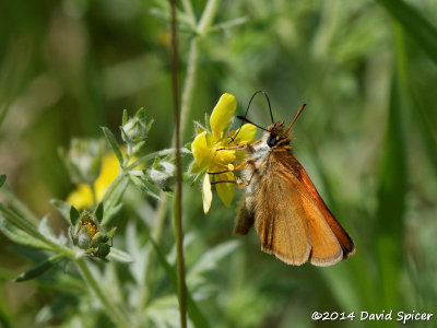 European Skipper