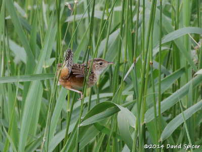 Sedge Wren