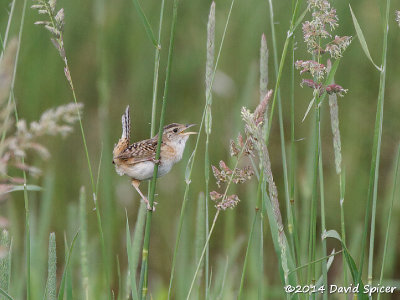 Sedge Wren