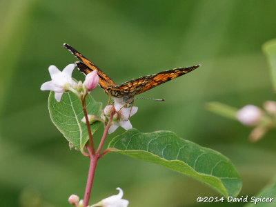 Silvery Checkerspot