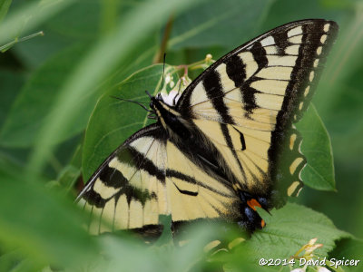 Tiger Swallowtail