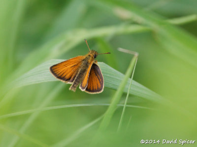 European Skipper