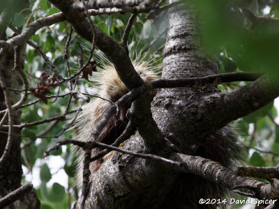 North American Porcupine