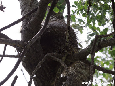 North American Porcupine